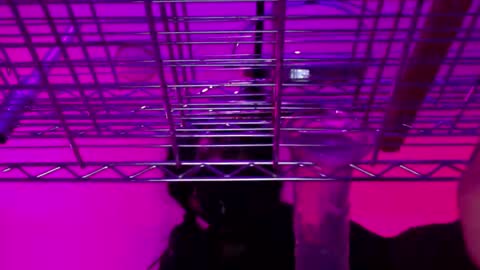 Snapshot of _natasha_diavolo_xxx chatting on December 2024 11:22:01 AM Natasha Diavolo online show from December 2024 11:22:01 AM