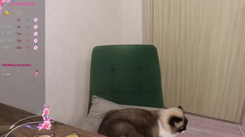 Snapshot of _viv1an_ chatting on March 2025 05:54:02 PM Alis online show from March 2025 05:54:02 PM