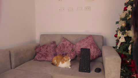 Abbey  IG abby allenn  04 December Online at  I will be on vacation dont forget me  See you soon   online show from December 2024 11:45:02 PM