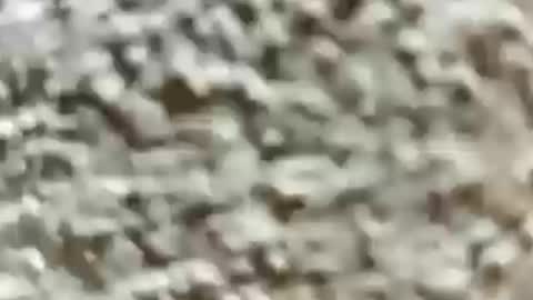 atascaburras online show from August 2026 12:21:01 AM