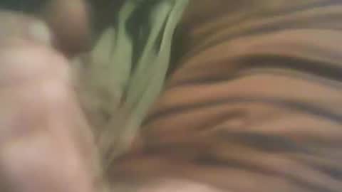 bandapart online show from September 2025 05:01:01 PM