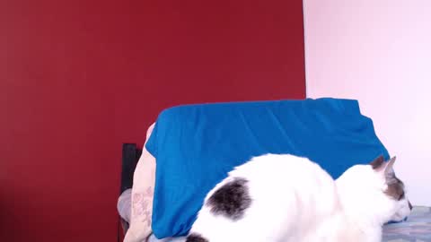 Snapshot of bayonette_black chatting on January 2025 11:43:02 AM bayonette_black online show from January 2025 11:43:02 AM