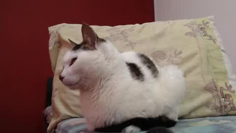 Snapshot of bayonette_black chatting on February 2025 11:20:01 AM bayonette_black online show from February 2025 11:20:01 AM