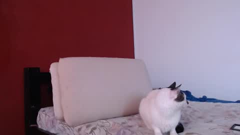 Snapshot of bayonette_black chatting on September 2025 12:06:01 PM bayonette_black online show from September 2025 12:06:01 PM