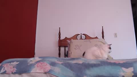 Snapshot of bayonette_black chatting on October 2025 12:03:01 PM bayonette_black online show from October 2025 12:03:01 PM