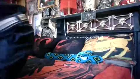 Bazza online show from February 2026 05:03:02 AM