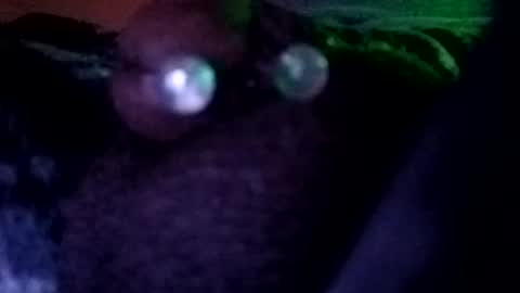 bcfalcon69 online show from July 2026 03:27:01 AM