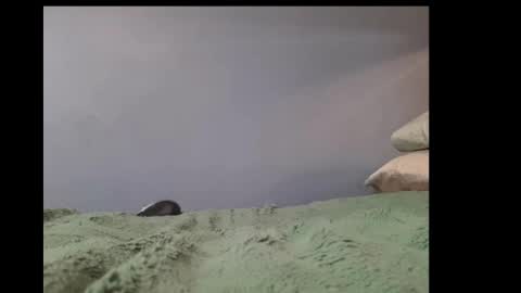 beobenshauna online show from February 2025 03:54:01 PM