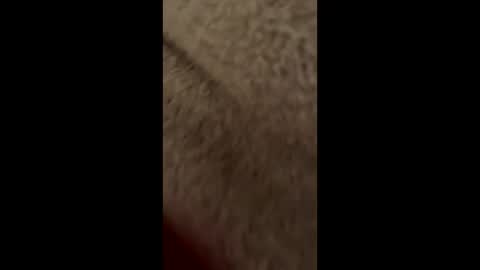 Lolipopped online show from January 2025 11:50:01 PM