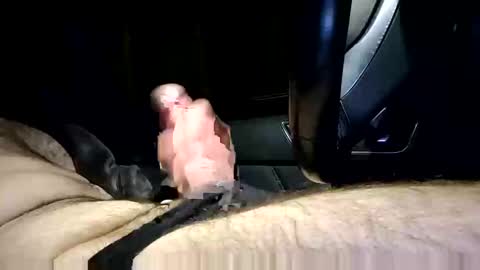 bigpapa2492 online show from January 2025 10:07:02 PM