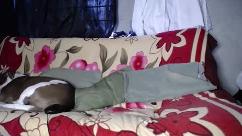 Black Panther online show from September 2025 11:48:01 AM