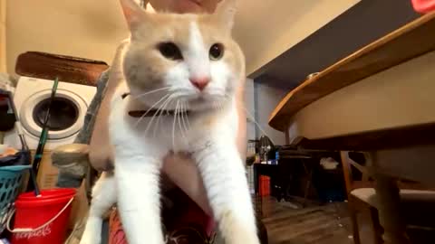 bluebloodednorsewitch online show from March 2026 04:01:02 AM