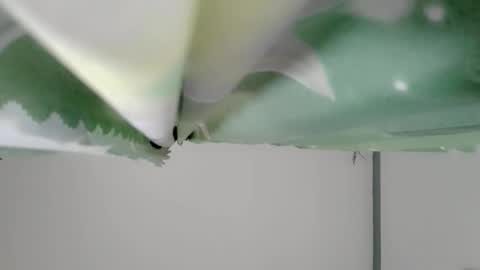 bongga_kaday online show from September 2025 02:33:02 AM