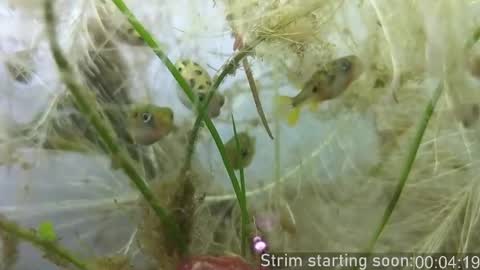 Booker Baxton online show from October 2025 03:06:02 AM