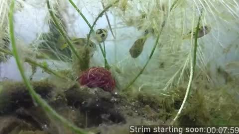 Booker Baxton online show from October 2025 03:03:02 AM