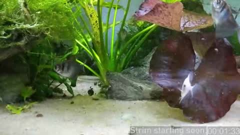 Booker Baxton online show from January 2026 04:06:01 AM