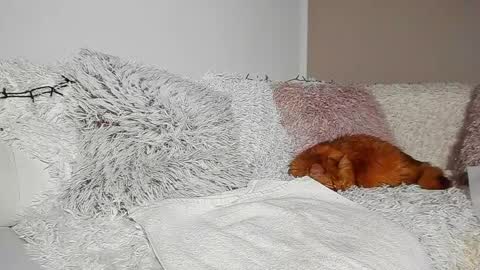 brianadiamondxxx online show from April 2026 07:14:01 PM