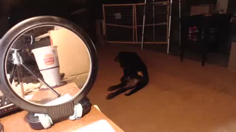 cat online show from September 2025 06:30:01 PM