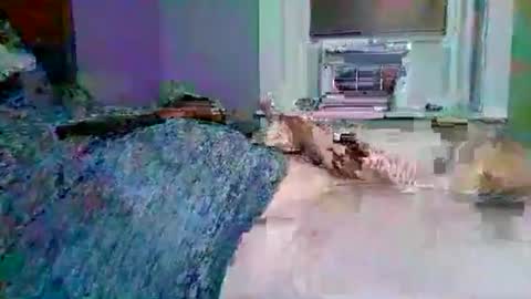 cervixpainter27 online show from November 2025 01:40:02 AM