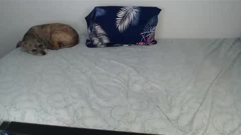 Snapshot of chanelsexyy chatting on December 2024 10:47:02 PM Viviana 3 online show from December 2024 10:47:02 PM