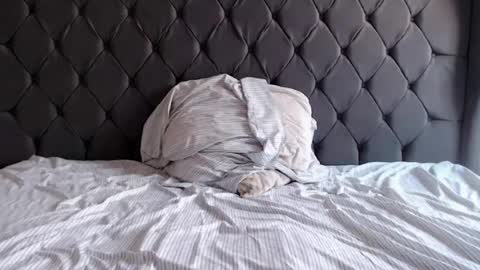 chubbydays online show from April 2026 07:34:02 PM