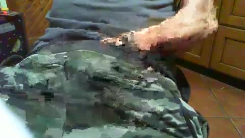 Snapshot of ciop1962 chatting on December 2024 07:05:01 PM ciop1962 online show from December 2024 07:05:01 PM