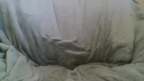 Snapshot of circumsizedbandit chatting on February 2025 11:34:01 PM circumsizedbandit online show from February 2025 11:34:01 PM