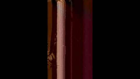 Corrado online show from February 2025 08:52:02 AM