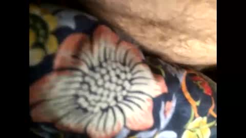 Snapshot of cutcockguy1975 chatting on January 2025 07:04:01 AM Steve online show from January 2025 07:04:01 AM