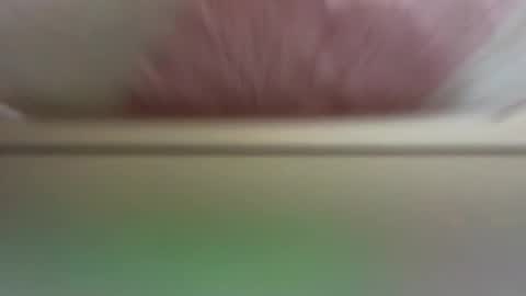 Daisy online show from March 2026 11:36:01 AM