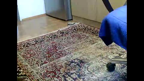 Dammerl online show from December 2024 07:16:02 AM