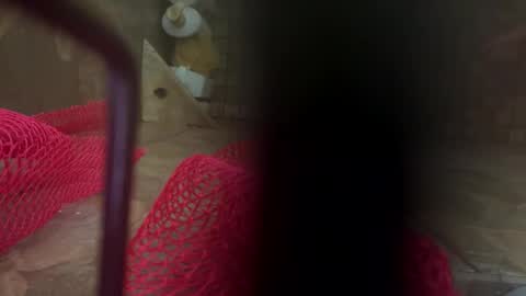 Snapshot of dankcock69420 chatting on November 2025 05:24:01 AM dankcock69420 online show from November 2025 05:24:01 AM