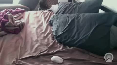 DCTeamFucker online show from February 2026 02:03:01 PM