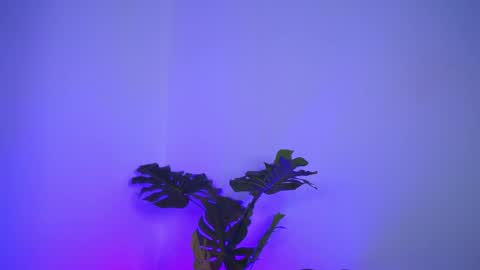denisedevilles online show from May 2026 07:43:01 PM