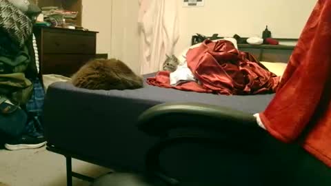 Steve online show from February 2026 02:19:01 AM