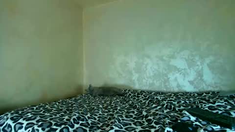 Nomyx  OF check online show from November 2025 05:23:02 PM