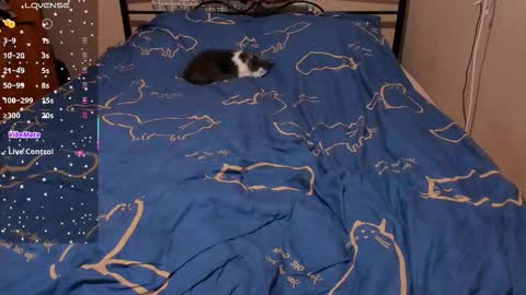 Eva online show from February 2026 03:12:01 PM