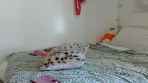 eveexxclusive online show from October 2025 08:33:01 PM