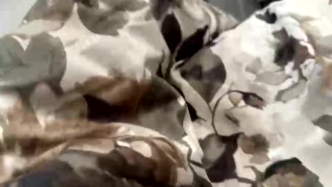 falahafterdark online show from April 2026 06:09:01 AM