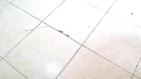 flyckers online show from October 2025 08:06:02 PM