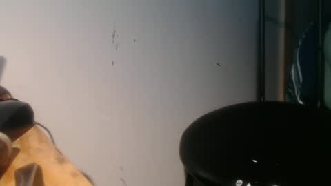 Snapshot of forestnymphpdx chatting on January 2025 09:04:02 AM forestnymphpdx online show from January 2025 09:04:02 AM