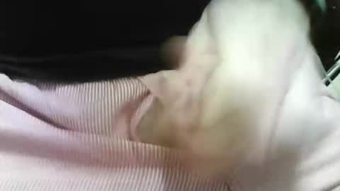 Snapshot of germandaddydick1 chatting on October 2025 08:03:02 PM germandaddydick1 online show from October 2025 08:03:02 PM