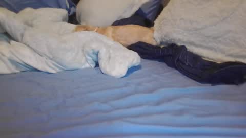 goodbiddings online show from March 2025 06:00:01 PM