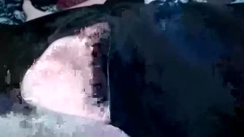 guevaraalexis036 online show from October 2025 05:05:01 AM