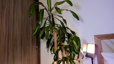 Hailey online show from February 2026 02:37:01 AM