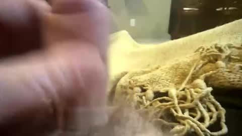 happygerman68 online show from November 2025 02:00:01 AM