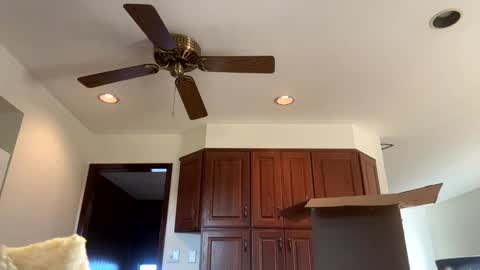 heatwavee online show from November 2025 12:59:02 PM