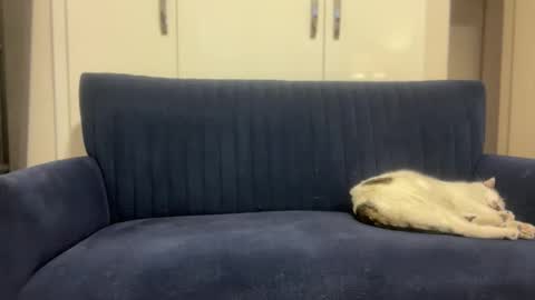 hoplonger online show from March 2026 02:13:01 PM