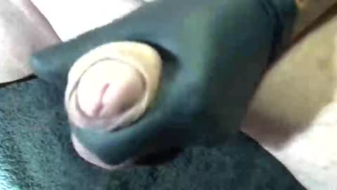 horse_dick9 online show from September 2025 11:43:01 AM