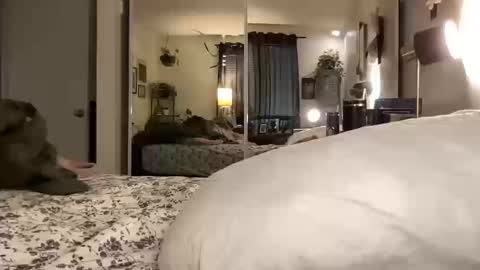 Annabelle online show from October 2025 12:00:01 AM